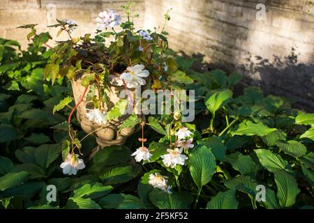 Weiß gefärbte doppelt blühende Begonia in voller Blüte in einer Stadtgarten Stockfoto
