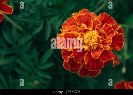 Schöne rot-gelbe Blume Ringelblume Nahaufnahme. Helle und bunte Gartenblumen. Heilpflanzen. Selektiver Fokus, unscharfer Hintergrund. Stockfoto