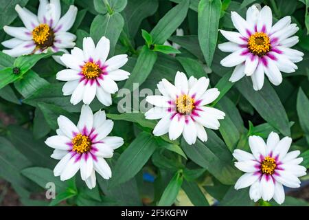 Weiße Blumen mit einem violetten Zentrum osteospermum oder dimorphoteka in einem Blumenbeet, inmitten von üppigem Grün. Gartenblumen als afrikanische Gänseblümchen bekannt. Stockfoto