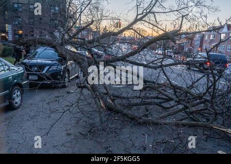 New York, Usa. März 2021, 26th. NEW YORK, NY - März 26: Baum von starken Winden gestürzt zerschlug ein Auto im Astoria Viertel in Queens am 26. März 2021 in New York City. Der National Weather Service hat eine Windempfehlung für Freitag Nachmittag bis Abend in der Dreistaatenregion mit Windböen bis 40-50 mph veröffentlicht. Kredit: Ron Adar/Alamy Live Nachrichten Stockfoto