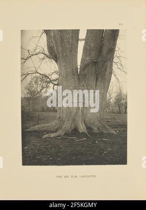 Die Große Ulme, Lancaster. Henry Brooks (Amerikaner, geboren 1857) Stockfoto