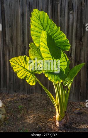 Elefantenohr-Alocasia Calidora-Pflanze Stockfoto