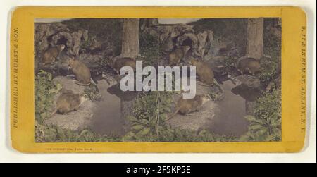 Klasse I, Ordnung IV, Rodentia. Familie Castoridae. Musquash Eugene S. M. Haines (amerikanisch, 1833 - 1909) Stockfoto