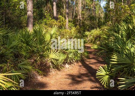 Wir sahen Palmetto und Pinien entlang des Spanish Pond Loop Trail im Timucuan Ecological and Historic Preserve in der Nähe von Jacksonville, Florida. (USA) Stockfoto