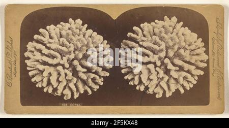 Koralle. Charles Bierstadt (Amerikaner, geb. Deutschland, 1819 - 1903) Stockfoto