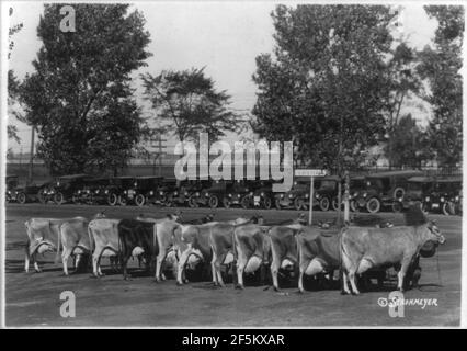 Hintere und seitliche Ansicht von 11 Meister Rinder in einer Reihe; identifiziert werden, die auf verso Stockfoto