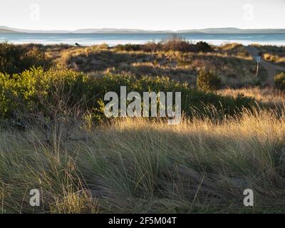 Marrammgras (Ammophila arenaria) und Acacia longifolia sophorae auf Dünen unter Revegetation am Seven Mile Beach in der Nähe von Hobart, Tasmanien, Australien Stockfoto