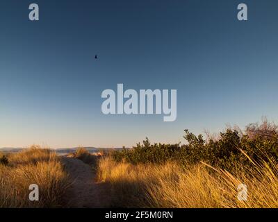 Marrammgras (Ammophila arenaria) und Acacia longifolia sophorae auf Dünen unter Revegetation am Seven Mile Beach, in der Nähe von Hobart, Tasmanien, Australien Stockfoto