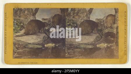 Klasse I, Ordnung IV, Rodentia. Familie Castoridae. Das Beaver Eugene S. M. Haines (amerikanisch, 1833 - 1909) Stockfoto