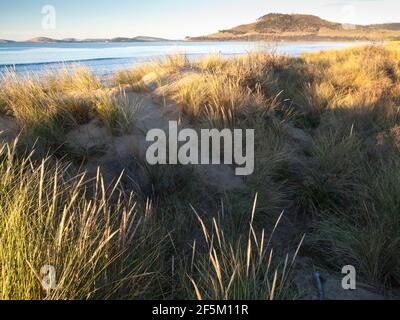 Seven Mile Beach und Marram Grass (Ammophila arenaria) stabilisieren Küstendünen, Frederick Henry Bay, Hobart, Tasmanien, Australien Stockfoto