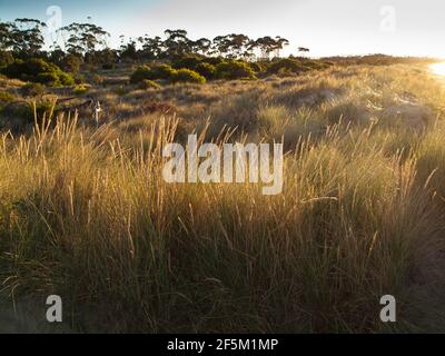 Marrammgras (Ammophila arenaria) auf Dünen unter Revegetation am Seven Mile Beach in der Nähe von Hobart, Tasmanien, Australien Stockfoto