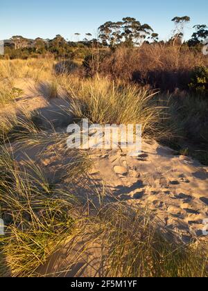 Marrammgras (Ammophila arenaria) auf Dünen unter Revegetation am Seven Mile Beach, Frederick Henry Bay in der Nähe von Hobart, Tasmanien, Australien Stockfoto