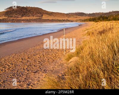 Marrammgras (Ammophila arenaria) auf Dünen unter Revegetation am Seven Mile Beach, Frederick Henry Bay, mit Single Hill im Hintergrund, Stockfoto