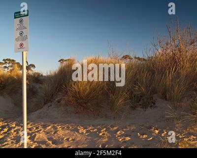 Markierung des Hundegebiets und Marram-Gras (Ammophila arenaria) auf Dünen unter Revegetation am Seven Mile Beach in der Nähe von Hobart, Tasmanien, Australien Stockfoto