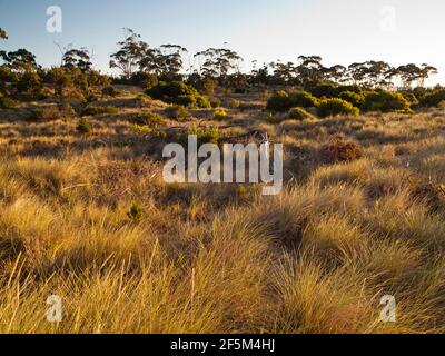 Marrammgras (Ammophila arenaria) auf Dünen unter Revegetation am Seven Mile Beach in der Nähe von Hobart, Tasmanien, Australien Stockfoto