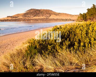 Marrammgras (Ammophila arenaria) und Acacia longifolia sophorae auf Dünen unter Revegetation am Seven Mile Beach in der Nähe von Hobart, Tasmanien, Australien Stockfoto