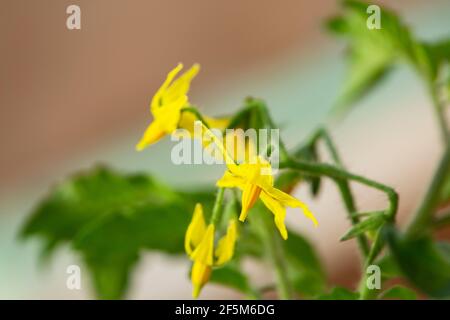Junge Tomatenpflanze mit Blumen. Stockfoto