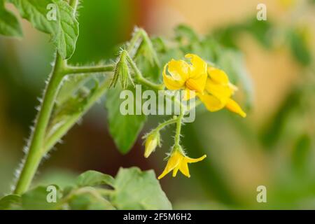Junge Tomatenpflanze mit Blumen. Stockfoto