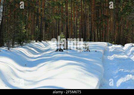 Eine mit tiefem Schnee bedeckte Straße und ein Waldschutzfeuerstreifen in einem Winterkiefernwald an einem sonnigen Tag. Holzpfosten mit Waldquadratmarkierungen. Stockfoto