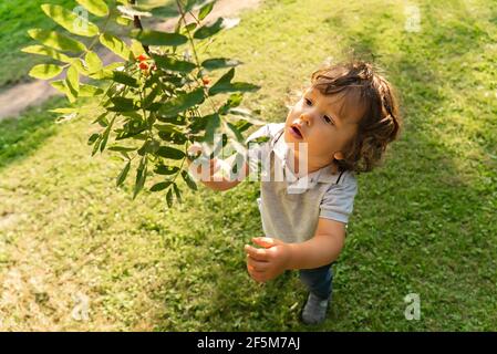 Portrait von kleinen niedlichen Jungen, der nach Eberesche Früchte auf Der Baum Ast im Freien im Naturgarten Stockfoto