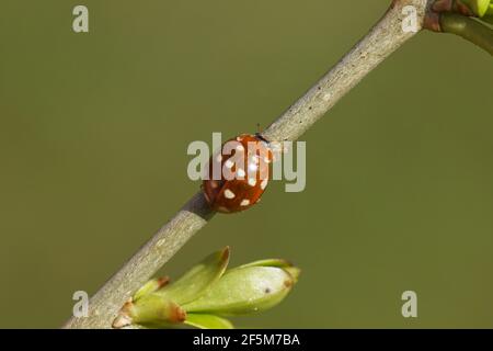 Marienkäfer (Calvia quatuordecimguttata) auf einem privaten (Ligustrum). Familie Coccinellidae. Frühling in einem holländischen Garten. März, Niederlande. Stockfoto