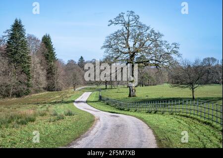 Ländliche Schotterstraße in Irland Stockfoto