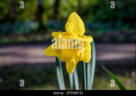 Nahaufnahme eines einzelnen Daffodils, der im Frühling blüht Sonnenlicht in Irland Stockfoto