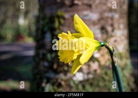Viele Narzissen blühen im Frühlingssonne in Irland Stockfoto