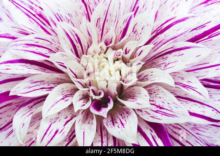 Ein Nahaufnahme einer riesigen und schönen Gartendahlia-Blume (Familie Compositae), Sorte Bristol Stripe. Geringe Schärfentiefe Stockfoto