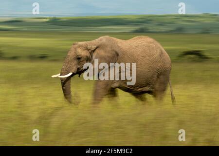 Langsame Pfanne afrikanischer Busch-Elefantenwanderungen Stockfoto