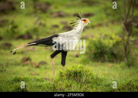 Sekretärin Vogel läuft über Gras in der Nähe von Felsen Stockfoto