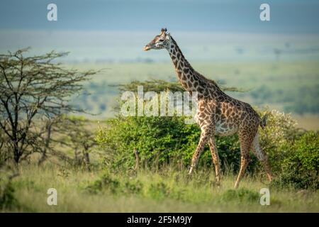 Masai Giraffe spaziert im Sonnenschein zwischen Büschen Stockfoto