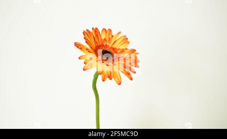 Blumenbilder Stockfoto