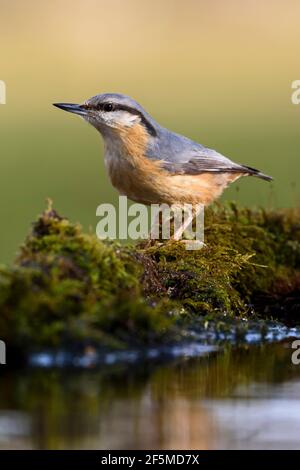 Nuthatch (Sitta europaea), Dorset, Großbritannien Stockfoto