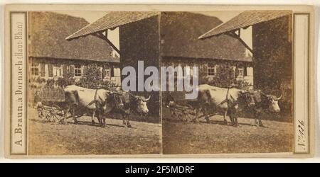 Kind auf Ochsen gezogenem Wagen sitzend. Adolphe Braun (Französisch, 1812 - 1877) Stockfoto