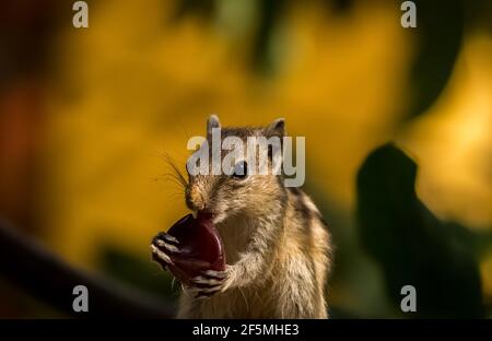 Baby Eichhörnchen Essen Früchte. Nette Indische Palm Eichhörnchen Stock Bilder. Stockfoto