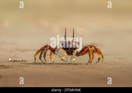 Geisterkrabbe auf Sand am Meer Stockfoto