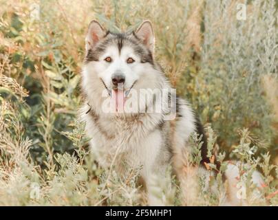 Alaskan Malamute sitzt seitwärts im Gras Stockfoto