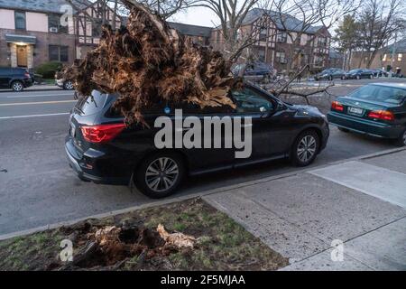 Ein Fahrzeug, das von einem von starken Winden umgestürzten Baum im Stadtteil Astoria in Borough of Queens zerschlagen wurde.der National Weather Service hat für Freitag Nachmittag bis Abend im Dreistaatengebiet eine Windempfehlung herausgegeben, wobei Windböen bis zu 40-50 km/h erreichen. Stockfoto