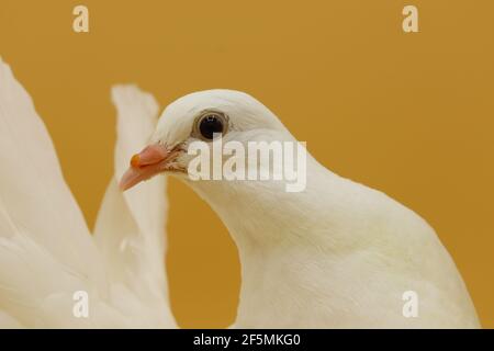 Englische Fantail Taube, wunderschöne weiße Taube isoliert auf orangefarbenem Hintergrund Stockfoto