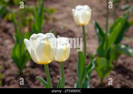 Tulpen mit großen weißen Blüten wachsen im Garten hinein Die Sonne Stockfoto