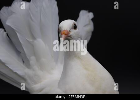 Englische Fantail Taube, schöne weiße Taube isoliert auf schwarzem Hintergrund Stockfoto