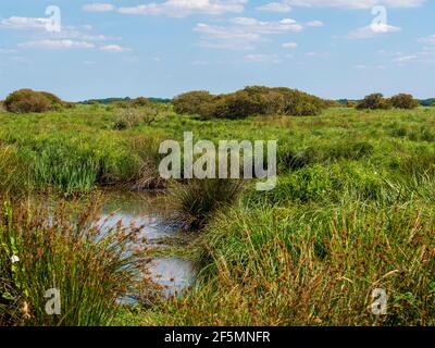 Landschaft des Regionalen Naturparks Grande Brière, Frankreich Stockfoto