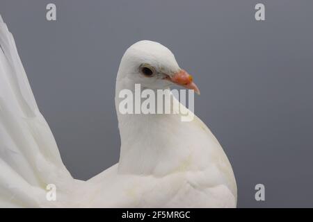 Englische Fantail Taube, schöne weiße Taube isoliert auf grauem Hintergrund Stockfoto