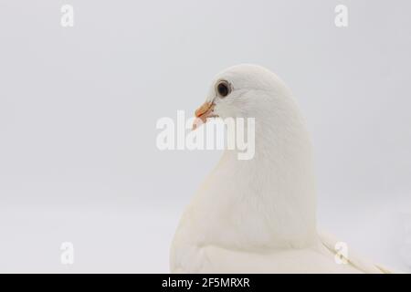 Englisch Fantail Taube, schöne weiße Taube isoliert auf weißem Hintergrund Stockfoto