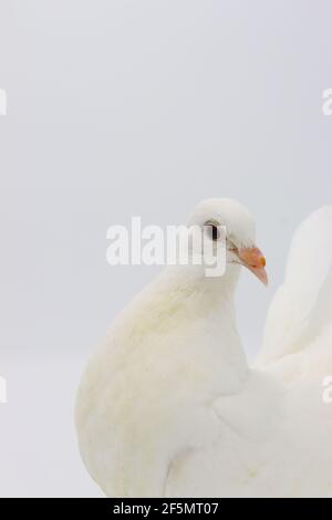 Englisch Fantail Taube, schöne weiße Taube isoliert auf weißem Hintergrund Stockfoto