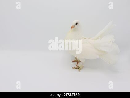 Englisch Fantail Taube, schöne weiße Taube isoliert auf weißem Hintergrund Stockfoto
