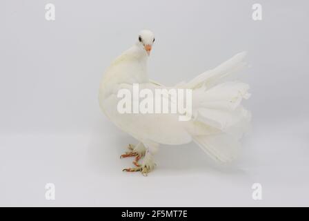 Englisch Fantail Taube, schöne weiße Taube isoliert auf weißem Hintergrund Stockfoto