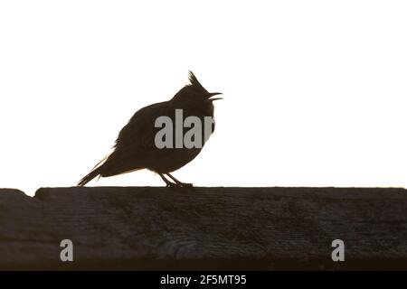 Eine Silhouette einer Haubenlerche (Galerida cristata), die auf einem in der Morgensonne hinterleuchteten Dach ruht. Stockfoto