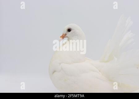 Englisch Fantail Taube, schöne weiße Taube isoliert auf weißem Hintergrund Stockfoto